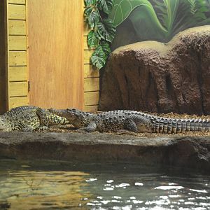 Cuban Crocodiles at Longleat, 03/11/19