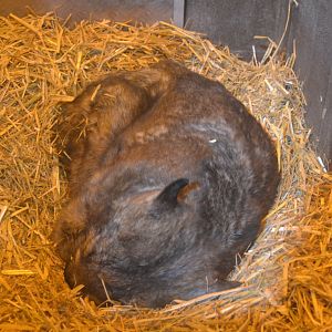 Southern Hairy-nosed Wombat at Longleat, 03/11/19