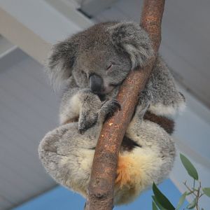 Southern Koala at Longleat, 03/11/19