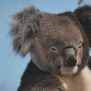 Southern Koala at Longleat, 03/11/19