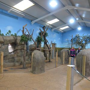 Koala and Potoroo Indoor Enclosures at Longleat, 03/11/19