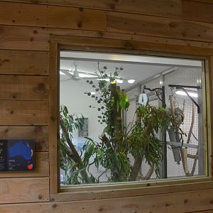 Macleay's Spectre Enclosure (Koala Separation Behind) at Longleat, 03/11/19