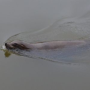 California Sea Lion (Half-Mile Lake) at Longleat, 03/11/19