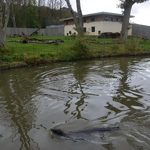 Gorilla Enclosure with California Sea Lion (Half-Mile Lake) at Longleat, 03/11/19