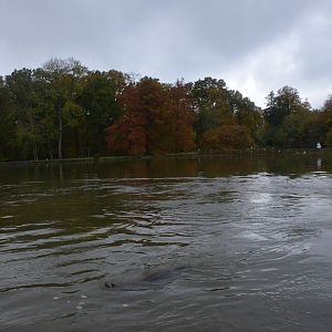 California Sea Lion and Pelican Cove (Half-Mile Lake) at Longleat, 03/11/19