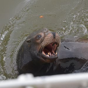 California Sea Lion (Half-Mile Lake) at Longleat, 03/11/19