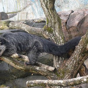 Binturong at Longleat, 03/11/19