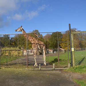 Rothschild's Giraffe at Longleat, 03/11/19