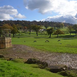 Safari View with Grant's Zebra at Longleat, 03/11/19