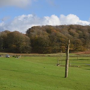 Safari View with Black Wildebeest at Longleat, 03/11/19