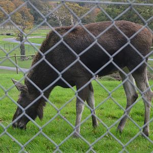 European Moose (from Lemur Walkthrough) at Longleat, 03/11/19