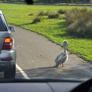 Because the Zebra Crossing Joke has Been Done - Longleat, 03/11/19