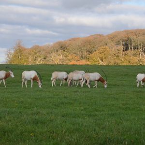 Scimitar-horned Oryx at Longleat, 03/11/19