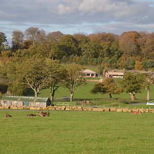 Safari View with Roan at Longleat, 03/11/19