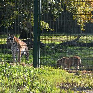 Amur Tiger at Longleat, 03/11/19
