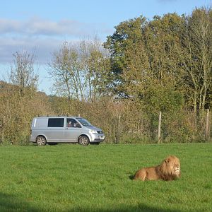 Lion Drive-through at Longleat, 03/11/19