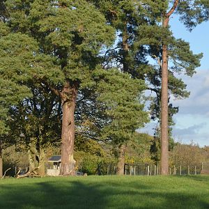 Cheetah Drive-through at Longleat, 03/11/19