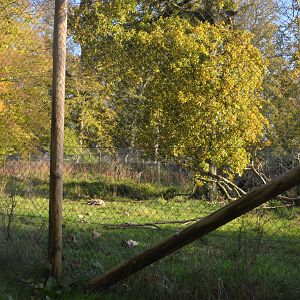 Hyaena Viewing at Longleat, 03/11/19