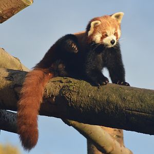 Nepalese Red Panda at Longleat, 03/11/19