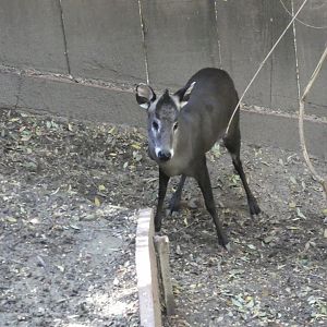 Michie's Tufted Deer