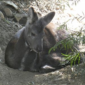 Siberian Musk Deer