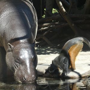 Pygmy Hippo and Wolf's Guenon