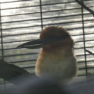 Guam Kingfisher