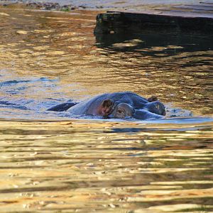 Common Hippo (Half-Mile Lake) at Longleat, 03/11/19