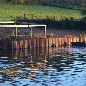Common Hippos (Half-Mile Lake) at Longleat, 03/11/19