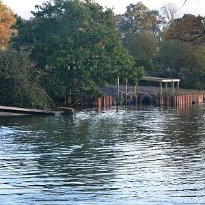 Common Hippos and California Sea Lion (Half-Mile Lake) at Longleat, 03/11/19