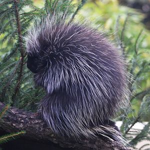 North American Tree Porcupine at Longleat, 03/11/19