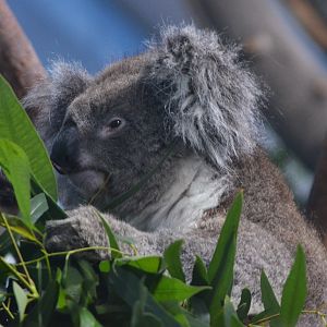 Southern Koala at Longleat, 03/11/19