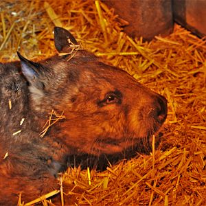 Southern Hairy-nosed Wombat at Longleat, 03/11/19