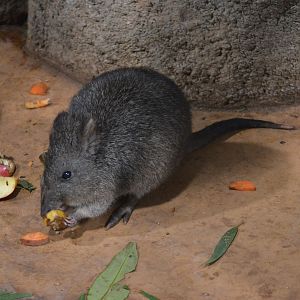 Long-nosed Potoroo at Longleat, 03/11/19