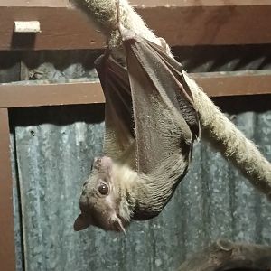 Egyptian Fruit Bat at Longleat, 03/11/19