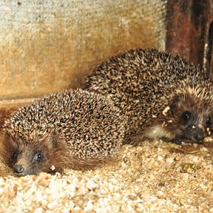 Erinaceus roumanicus roumanicus / Northern white-breasted hedgehog at Nikolaev Zoo