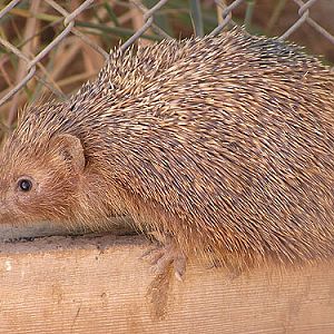 Erinaceus concolor / Southern white-breasted hedgehog at Negev Zoo