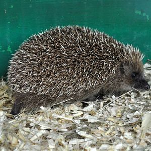 Erinaceus amurensis / Amur hedgehog at Zoocenter Python
