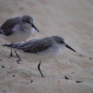 Calidris mauri