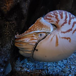 Nautilus pompilius