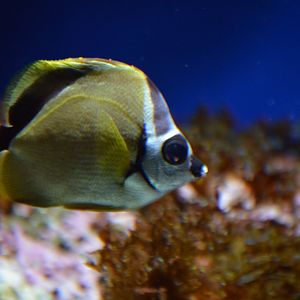 Butterflyfish ID