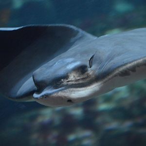 Myliobatis californica