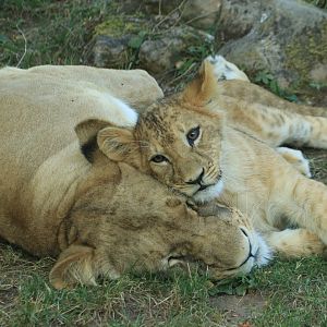 Angola lions (August 2019)