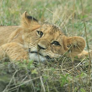 Angola lion cub (August 2019)