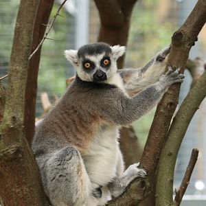 Ring tailed lemur (August 2019)