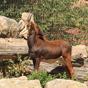 Sable antelope (August 2019)
