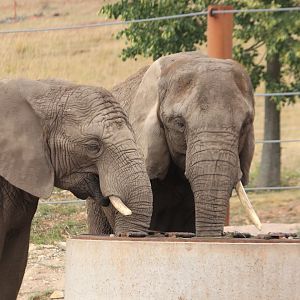 African elephants (August 2019)
