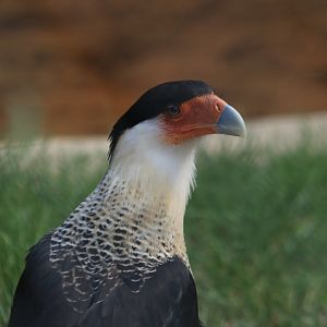 Southern crested caracara (August 2019)