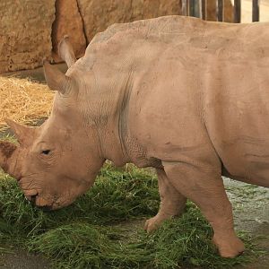 White Rhino (August 2019)