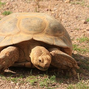African Spurred Tortoise (August 2019)